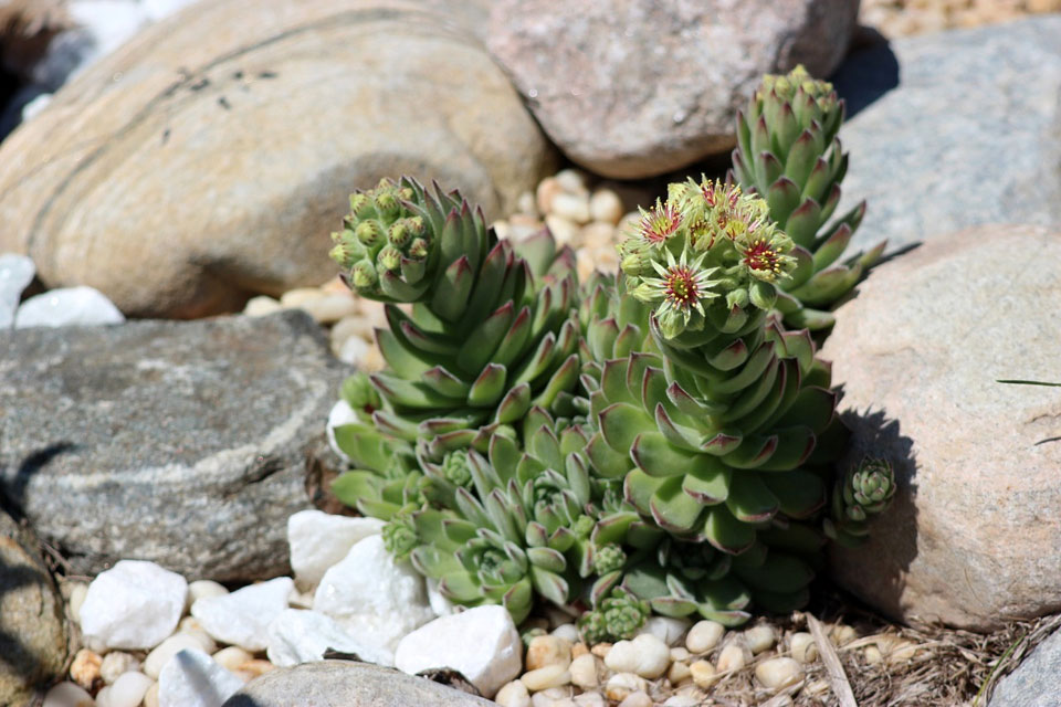 Planta crasa en rocalla