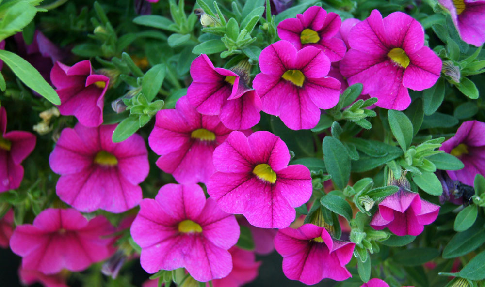 Flores de Calibrachoa