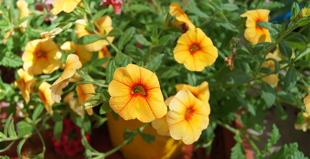 Flores de Calibrachoa