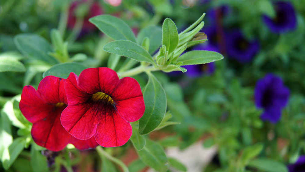 Flores de Calibrachoa