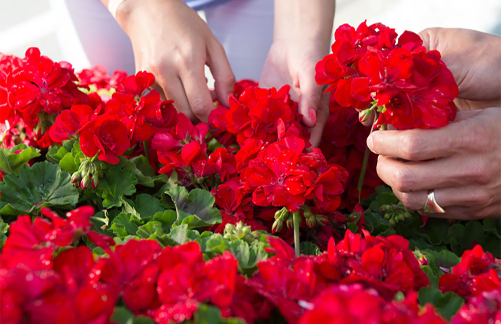 Pelargonium interspecific