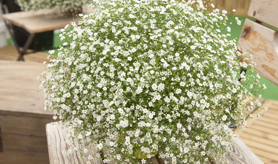 Gypsophila muralis en formato colgante
