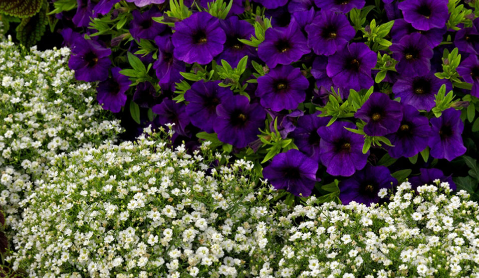 Gypsophila muralis en arriate