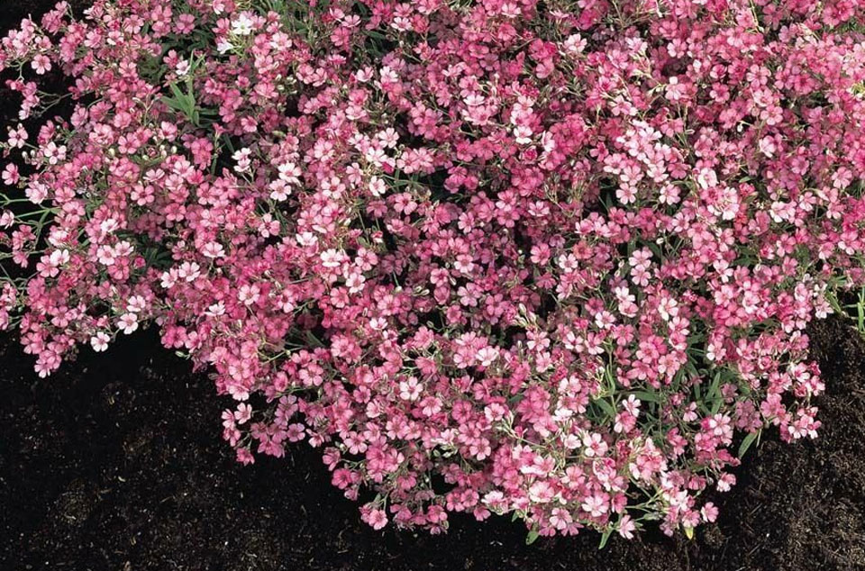 Gypsophila muralis en jardín