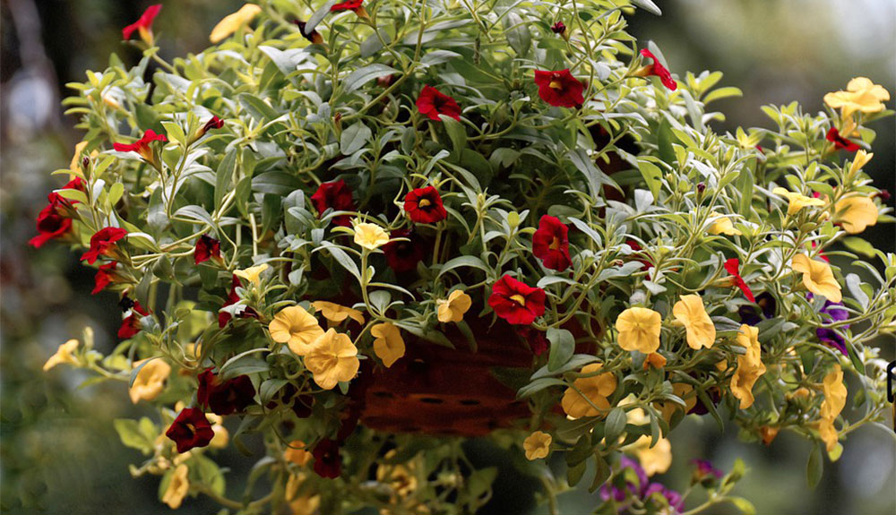 Petunia colgante | / Plantas del Maresme calidad