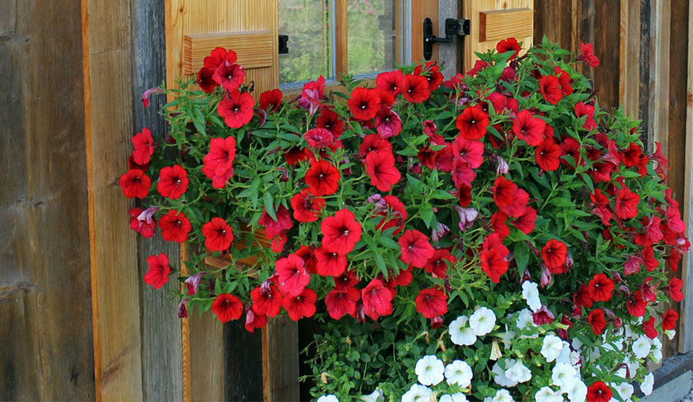 Petunia colgante | / Plantas del Maresme calidad