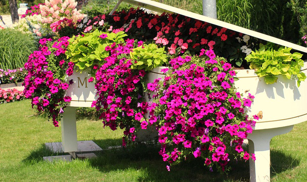 Petunia colgante | / Plantas del Maresme calidad