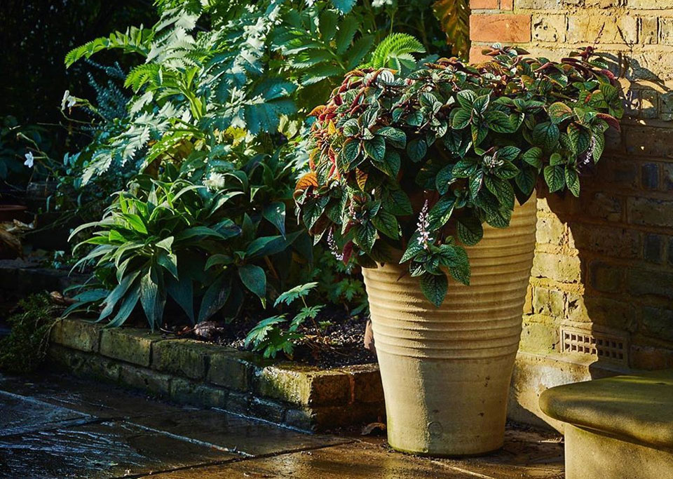 Plectranthus ciliathus 'Nico' de MaQu en maceta