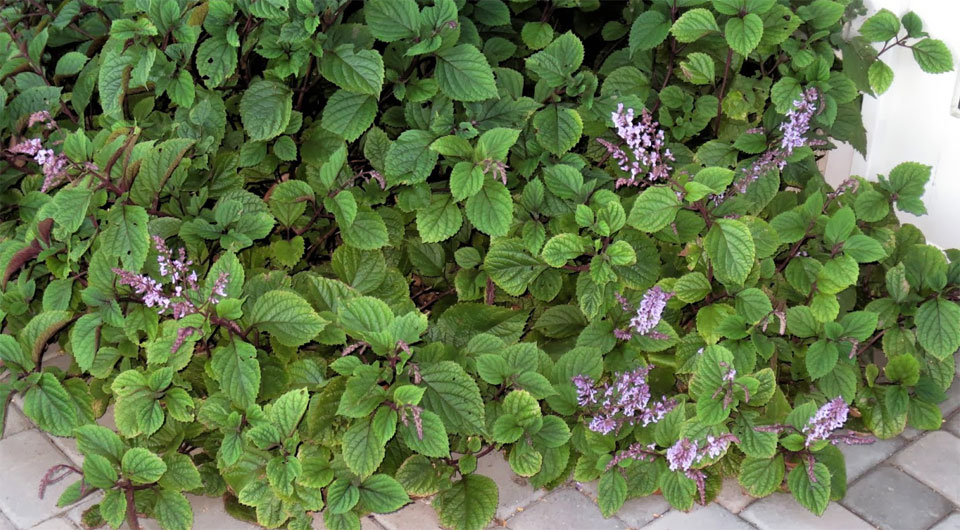 Plectranthus ciliathus 'Nico' de MaQu en arriate