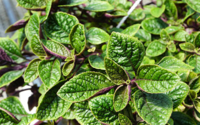 Plectranthus ciliatus Nico