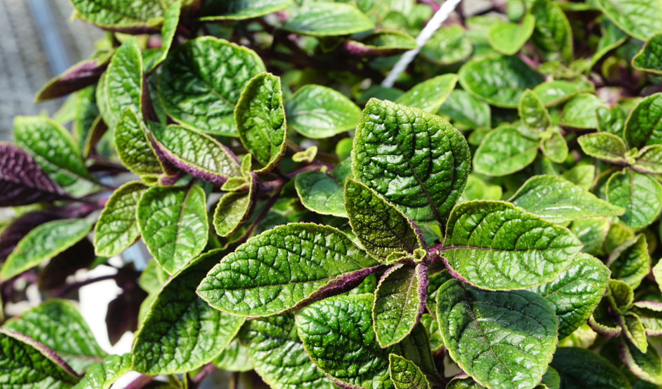 Plectranthus ciliathus 'Nico' de MaQu
