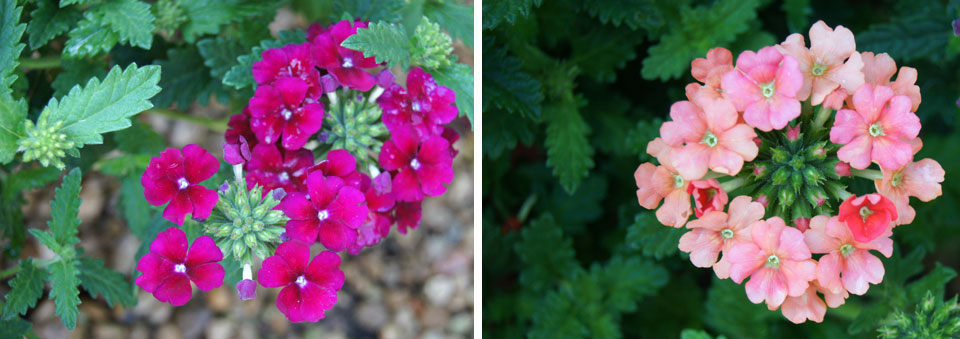 Verbenas hybridas de la Coleccion MaQu de Poleplants