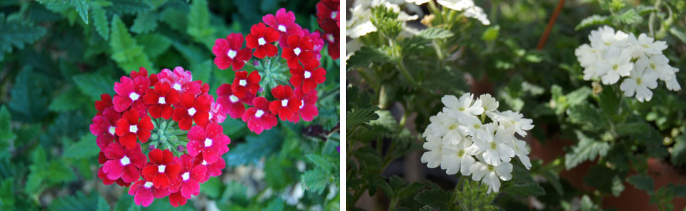 Verbenas hybridas de la Coleccion MaQu de Poleplants