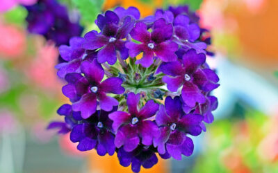 Verbena hybrida