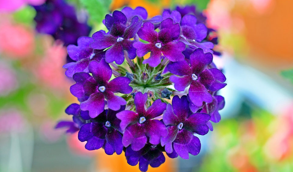 Verbena hybrida de la Coleccion MaQu de Poleplants