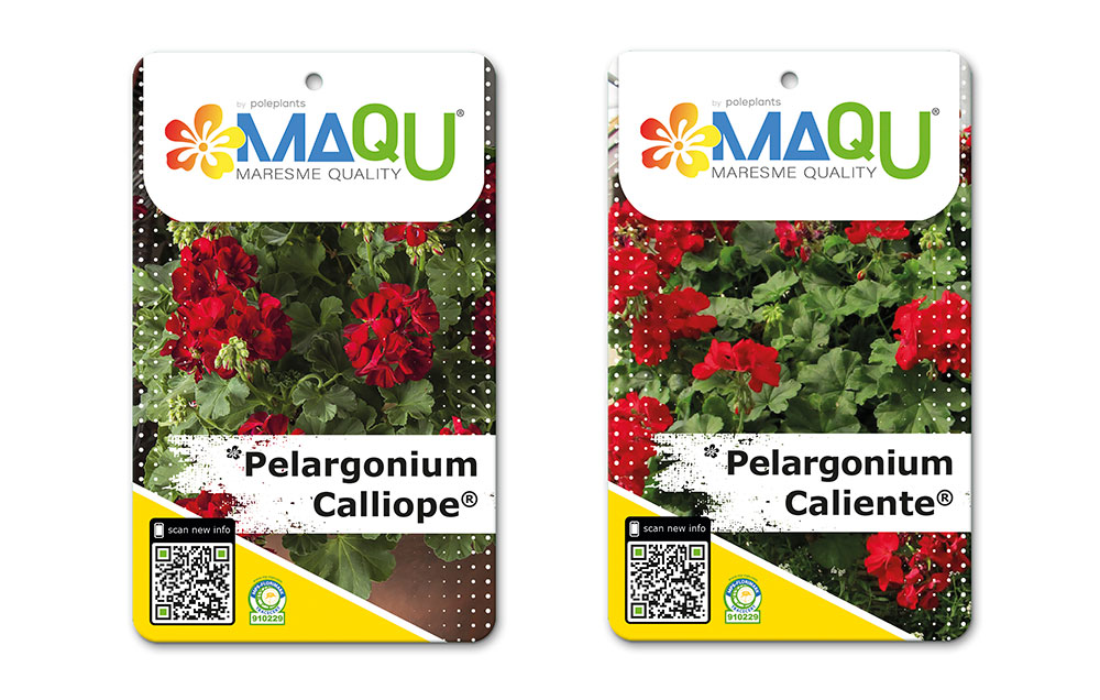 Pelargonium Calliope® y Pelargonium Caliente® 