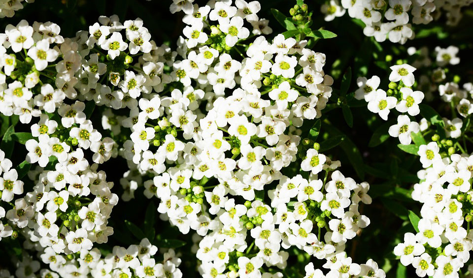 Alyssum maritimum