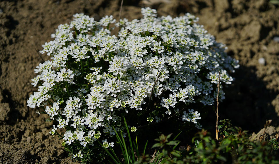 Alyssum maritimum en jardín