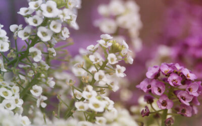 Alyssum maritimum