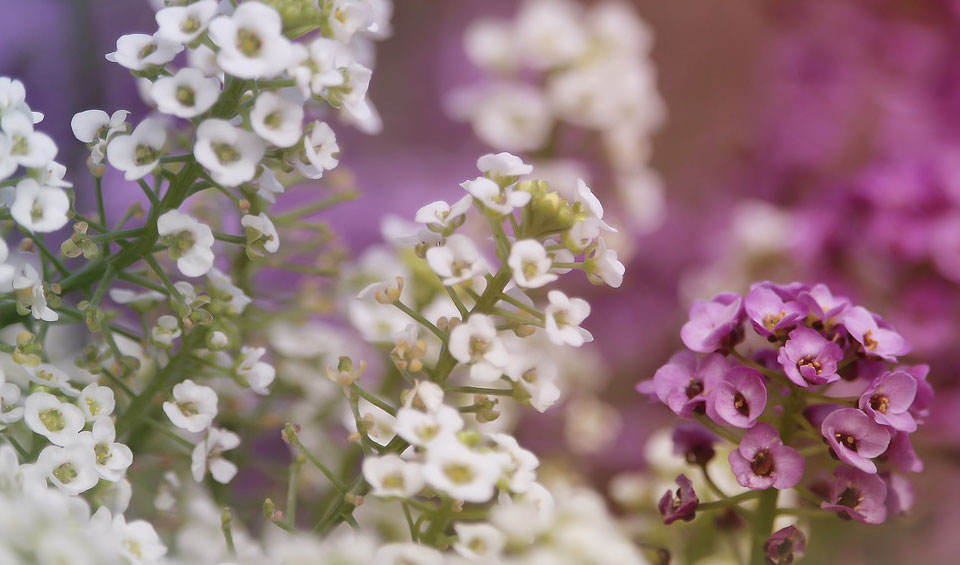 Alyssum maritimum