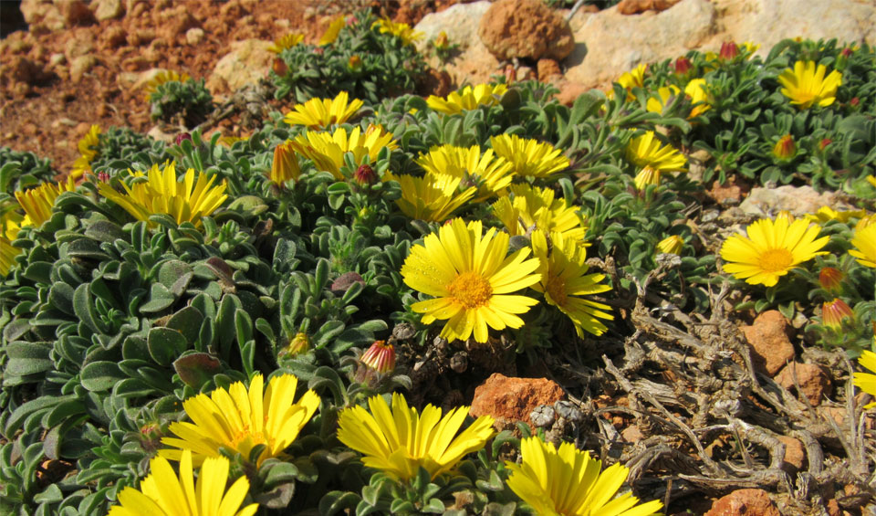 Astericus maritimus en rocalla