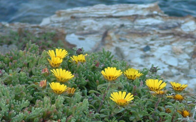 Asteriscus maritimus