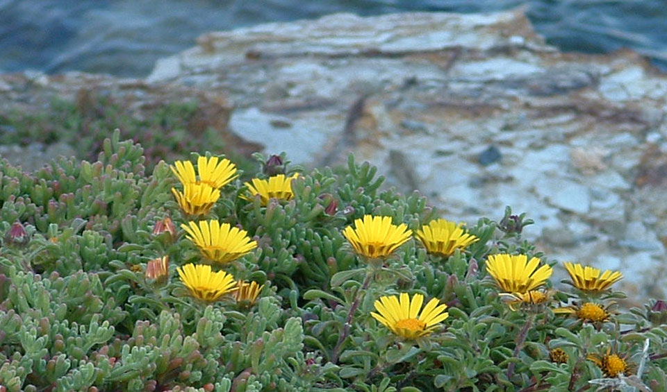 Astericus maritimus en flor