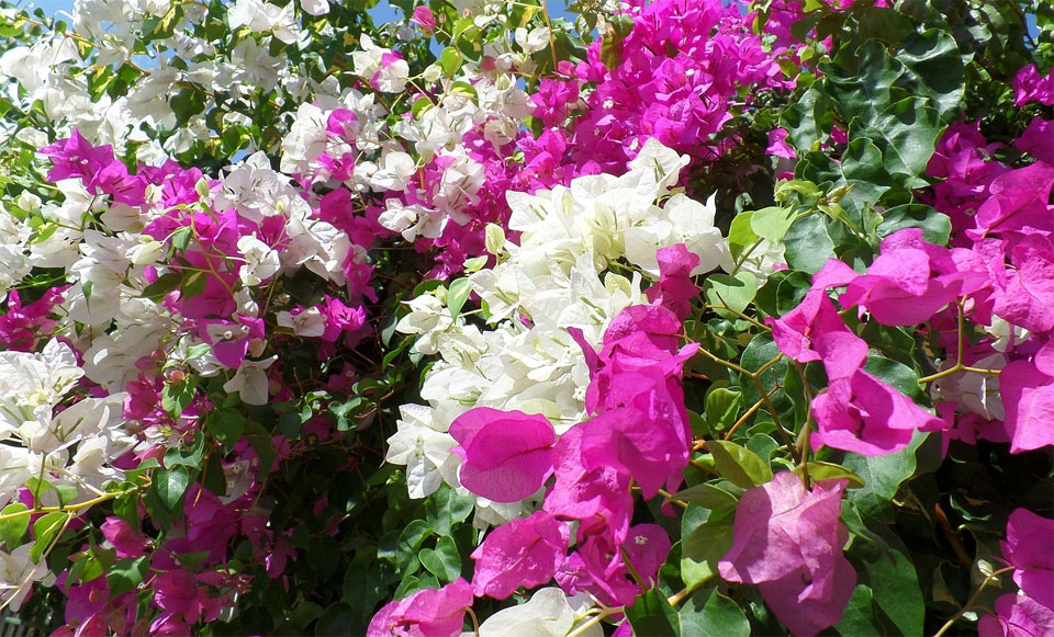 Bougainvilleas en blanco y morado