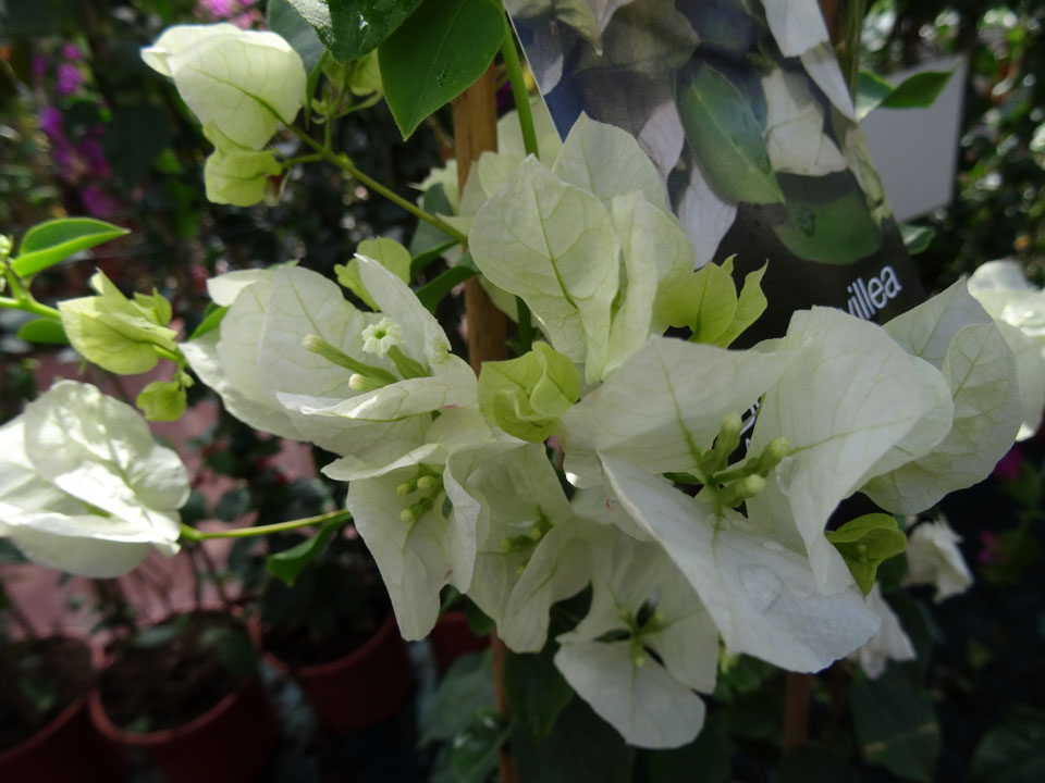 Bougainvillea blanca