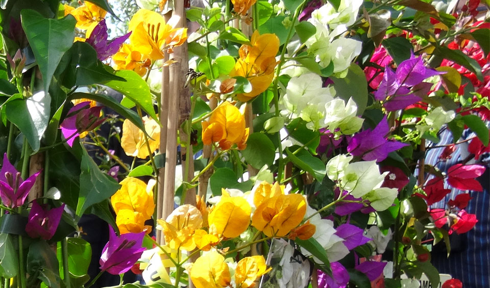 Bougainvilleas en el punto de venta