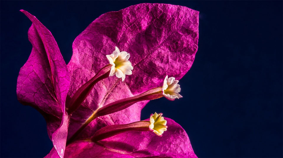 Flores de Bougainvillea sp.