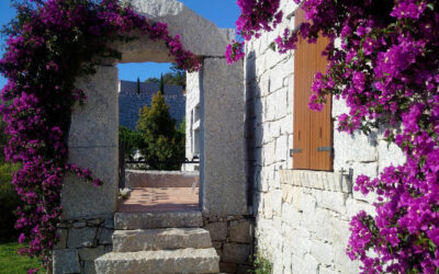 Bougainvillea