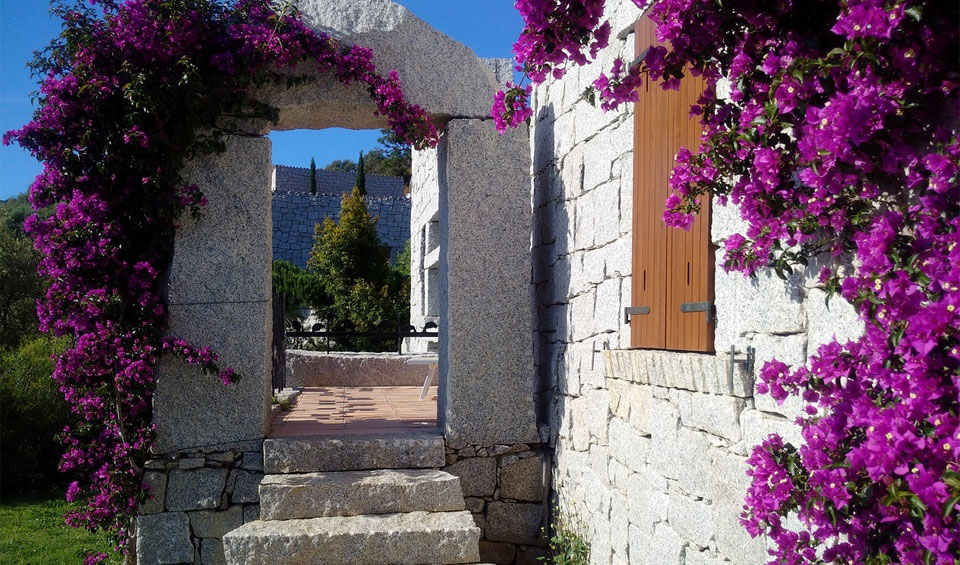 Bougainvillea