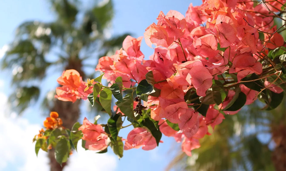 Bougainvillea naranja