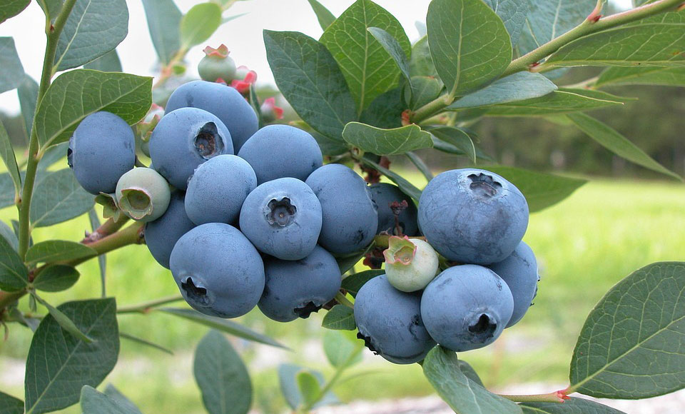 Frutos de arándano en árbol