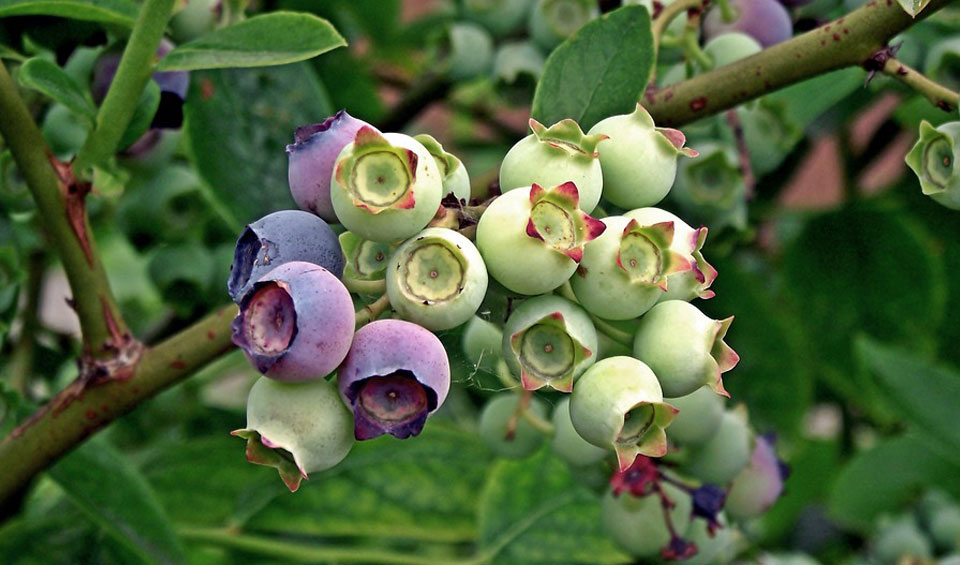 Frutos de arándano