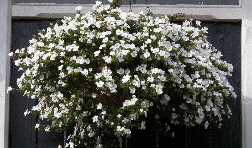 Sutera cordata, Bacopa