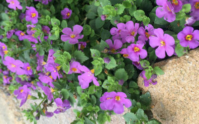 Bacopa – Sutera cordata