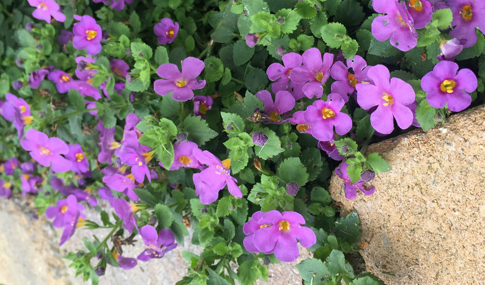 Bacopa, sutera cordata