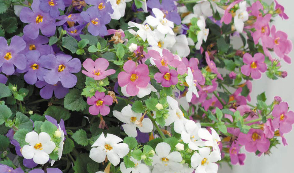 Bacopa, sutera cordata