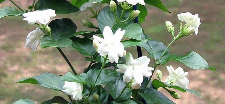 Flores de Jasminum sambac