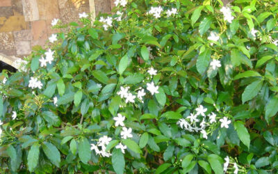 Jasminum sambac