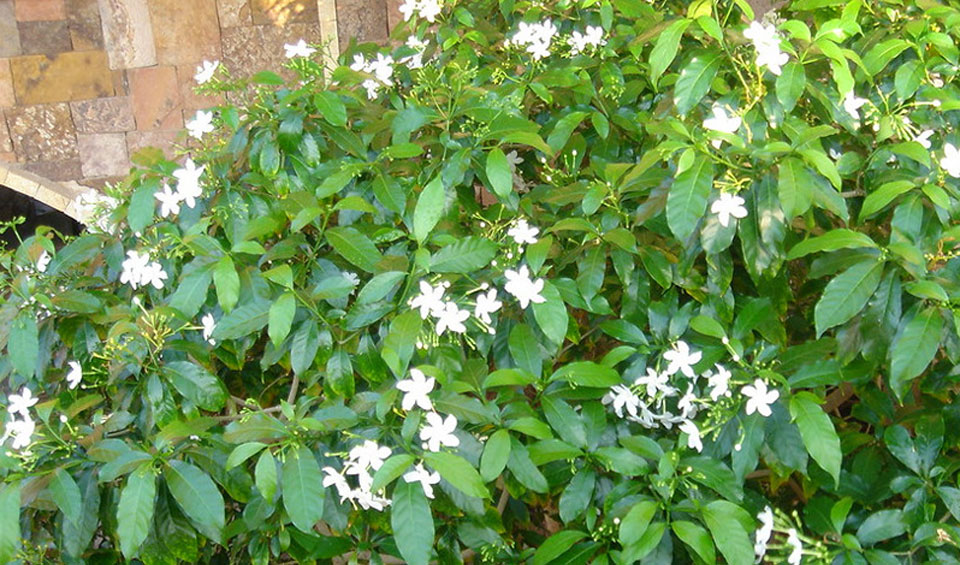 Jasminum sambac en muro