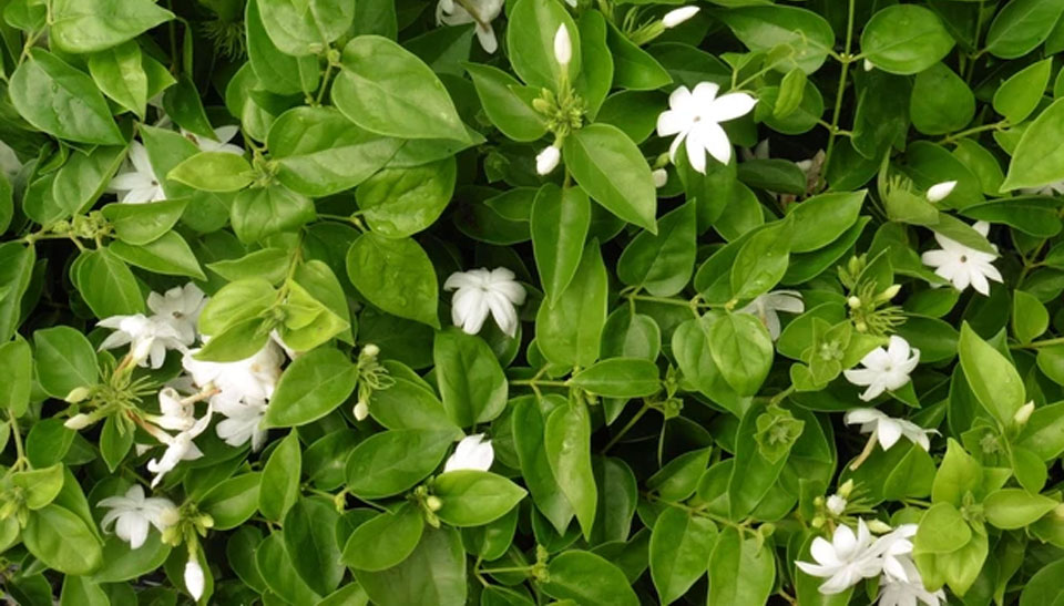 Jasminum sambac, follaje y flores