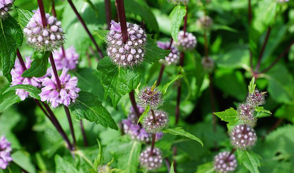 Mentha pulegium en flor