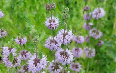 Mentha pulegium