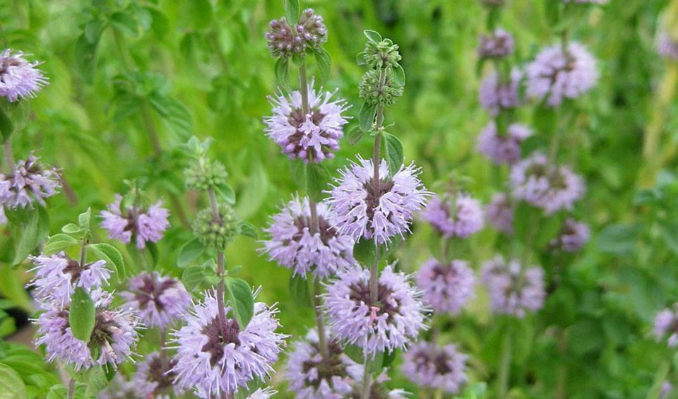 Mentha pulegium en flor