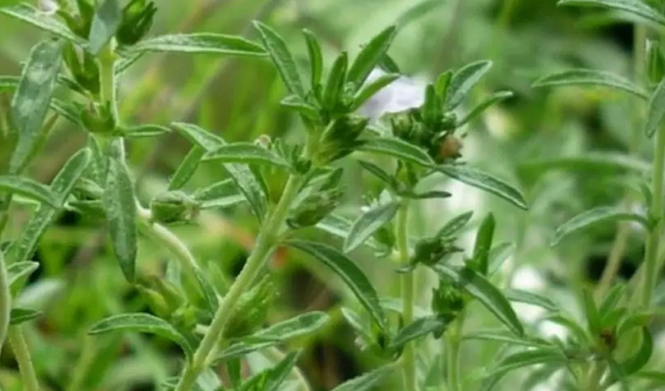 Satureja hortensis en flor