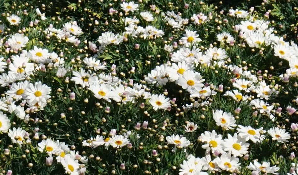 Argyranthemum frutescens Elsa