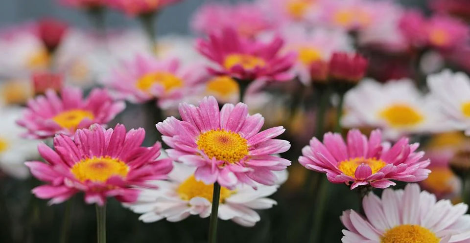 Argyranthemum frutescens